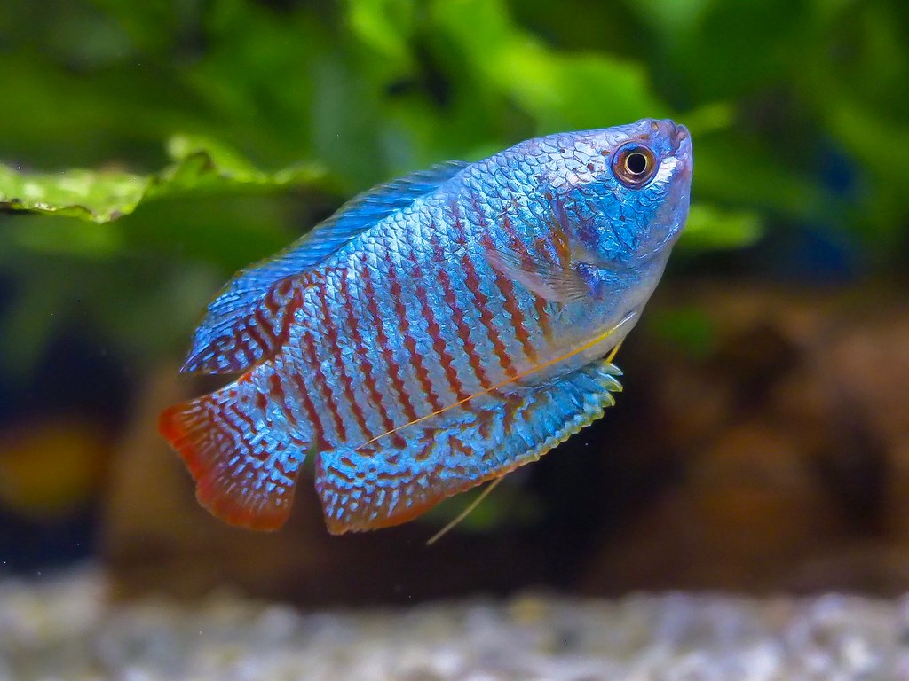 Neon Blue Dwarf Gourami Fish Profile Breed Care SeaFish
