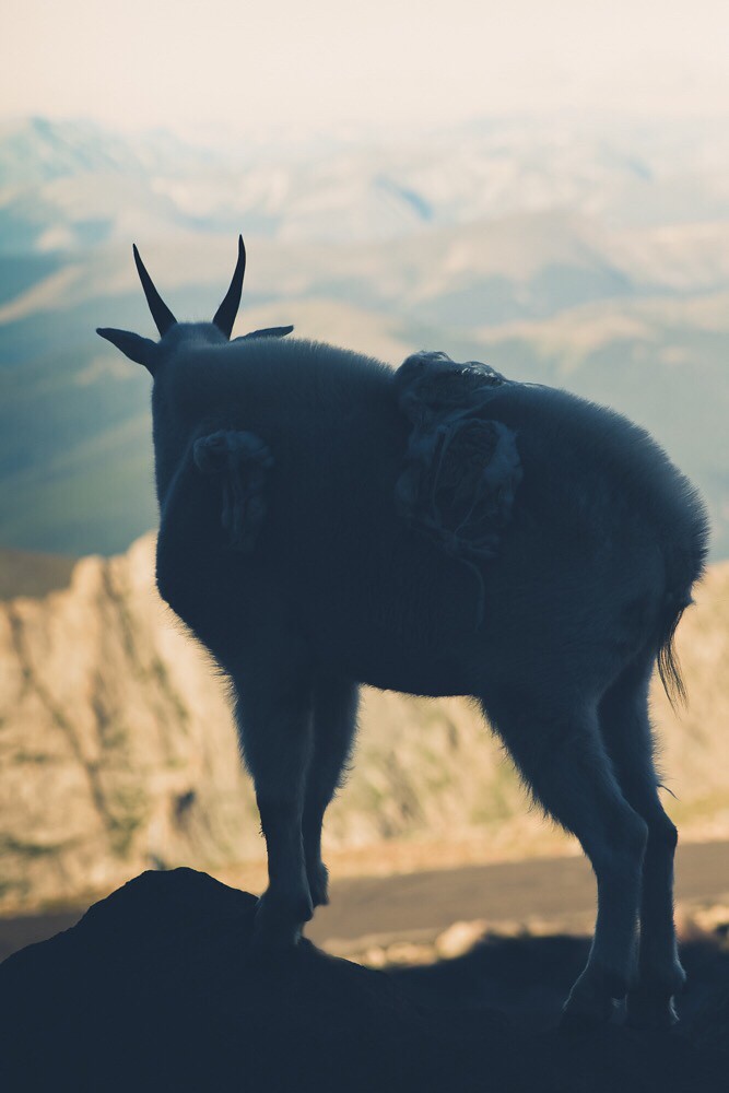 Mountain Goat planning it's next move _kari Flickr