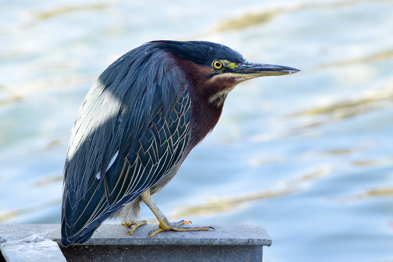 Bird Photography with Nikon D3500, D3400 and D3300 Better Bird