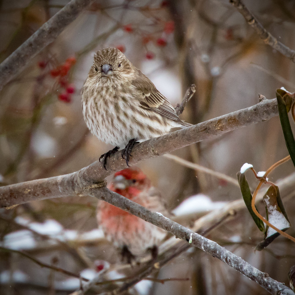 Ma and Pa House finch Peter Nelson Flickr