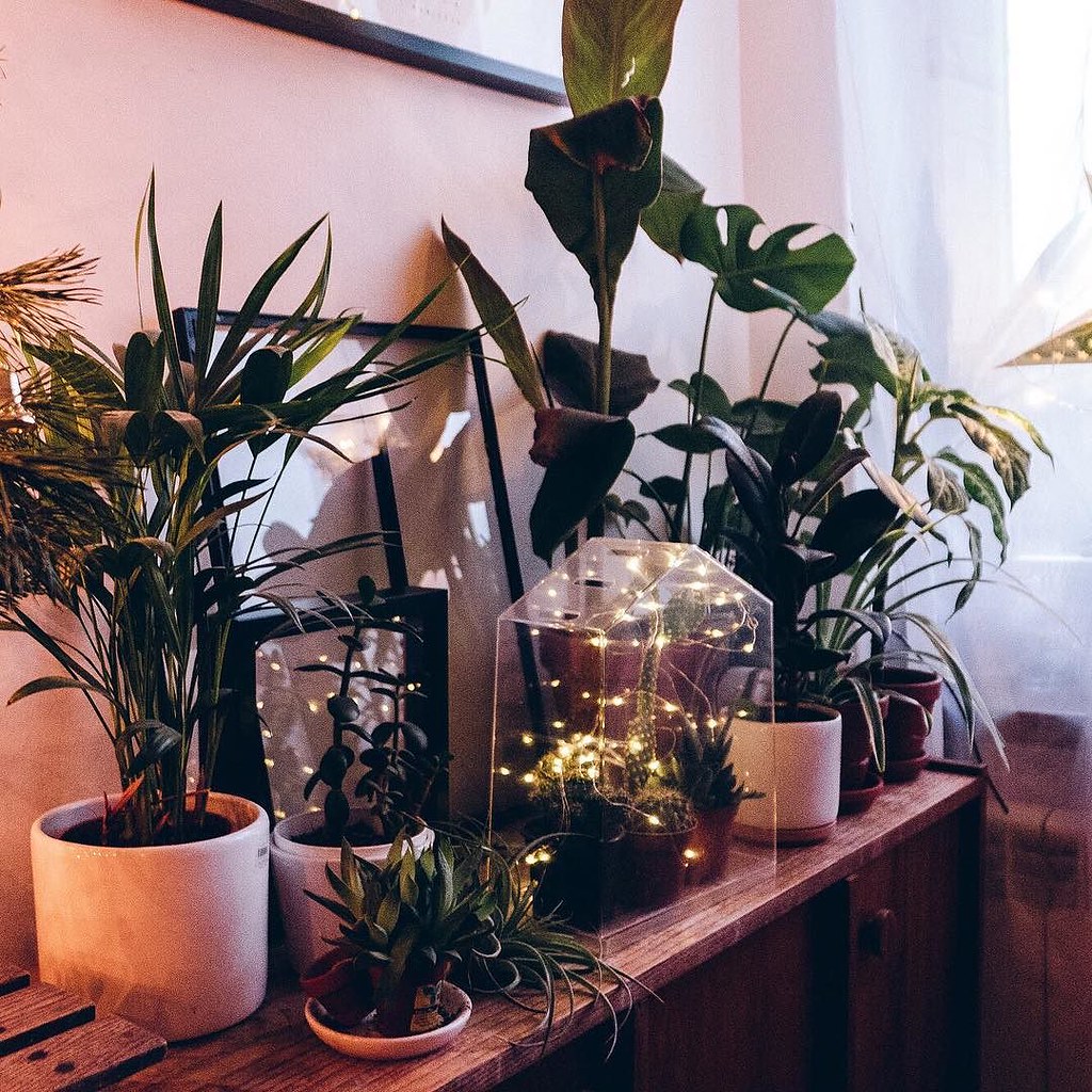 Christmas lights and some of my plants . Nie wiem jak W… Flickr