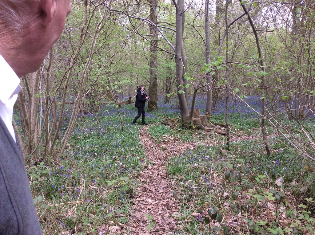353. Bluebells near Burgess Hill suangeals Flickr