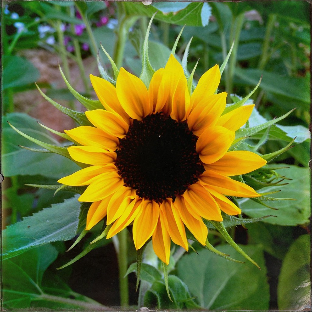 Sunflower Sunflower Mesa, Arizona.... Midnight Believer Flickr