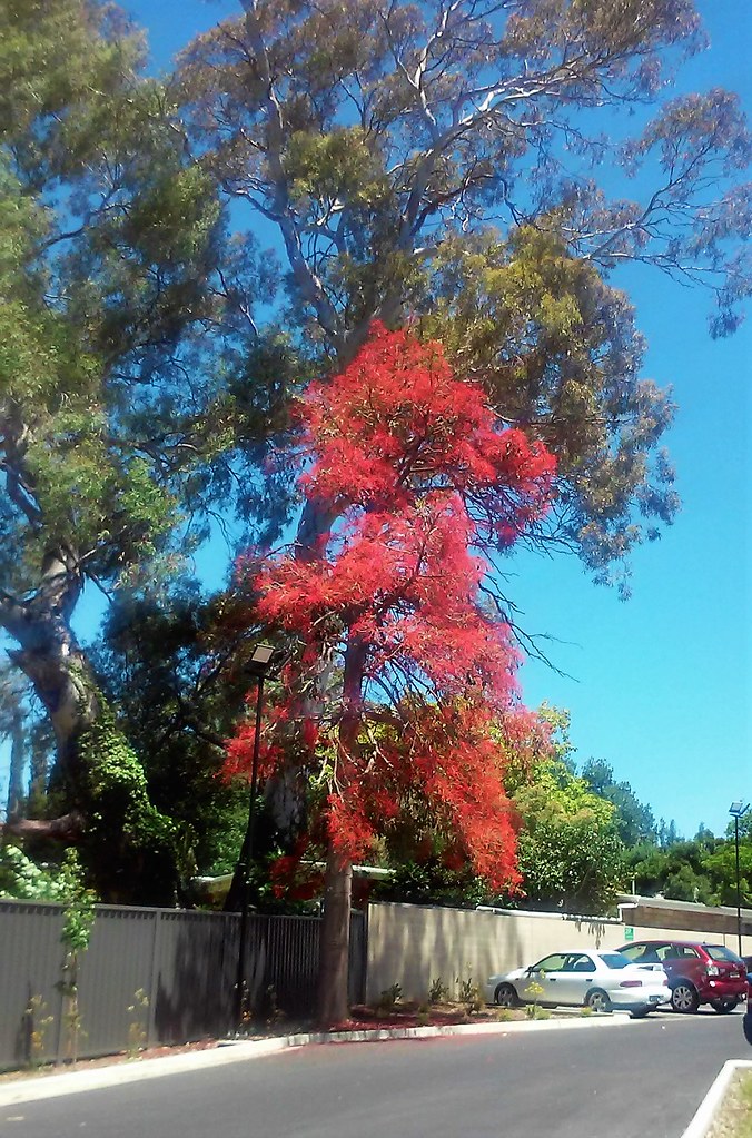 Mitcham. Adelaide. Australian Illawarra Flame tree in Jana… Flickr