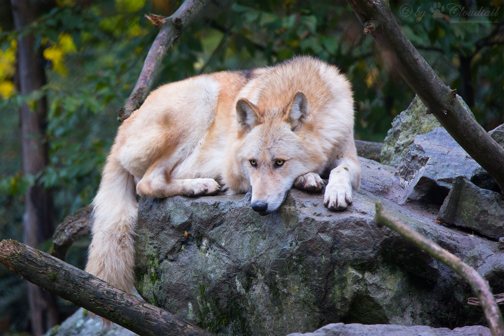 eastern timber wolf A picture from a eastern timber wolf Cloudtail