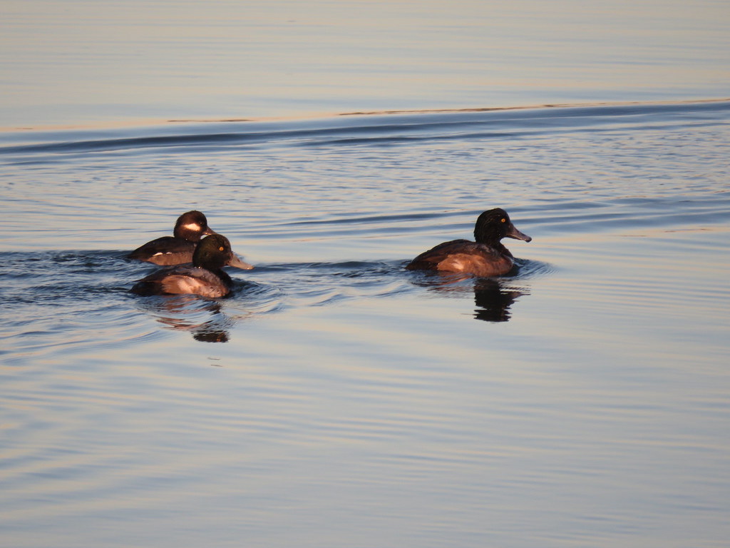 Greater Scaup Pleasure House Point rswood2000 Flickr