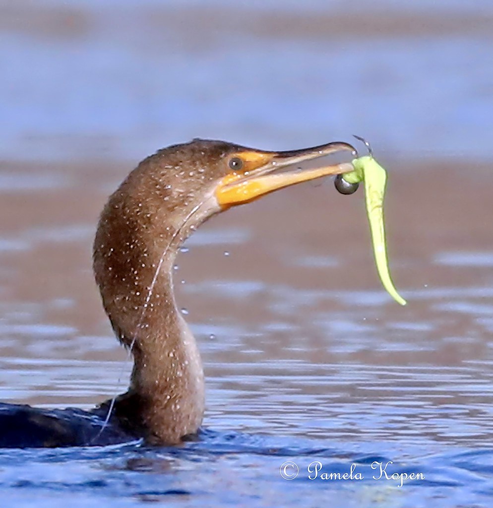 Another dangerous mistake the Cormorants did not seem to… Flickr