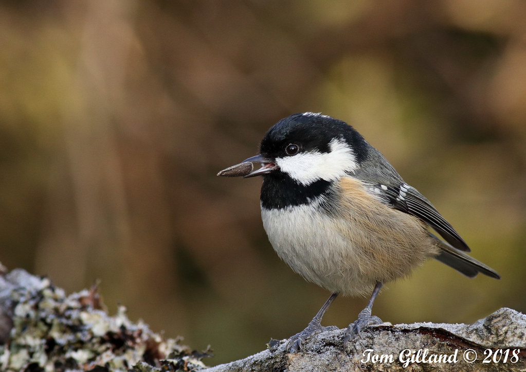 Coal Tit, Burngrange Gardens, West Calder 7 January 2018 Flickr