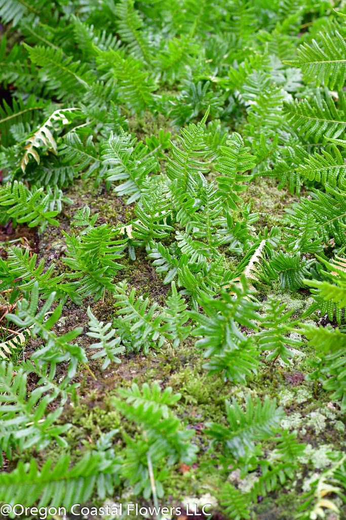 Carpet Moss Carpet Moss ZCallas & Oregon Coastal Flowers Flickr