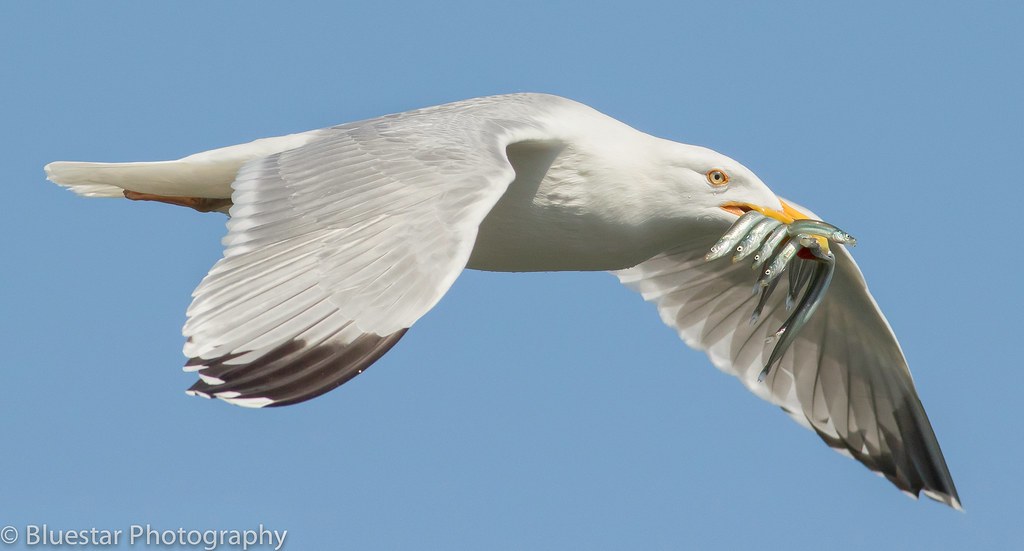 Herring Gull with Sand Eels Michael Norton Flickr