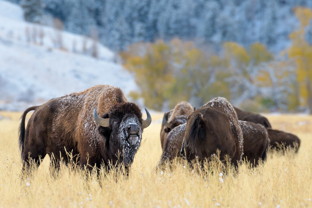 Whats that Smell? Bison bull smells the air for the scent … Flickr