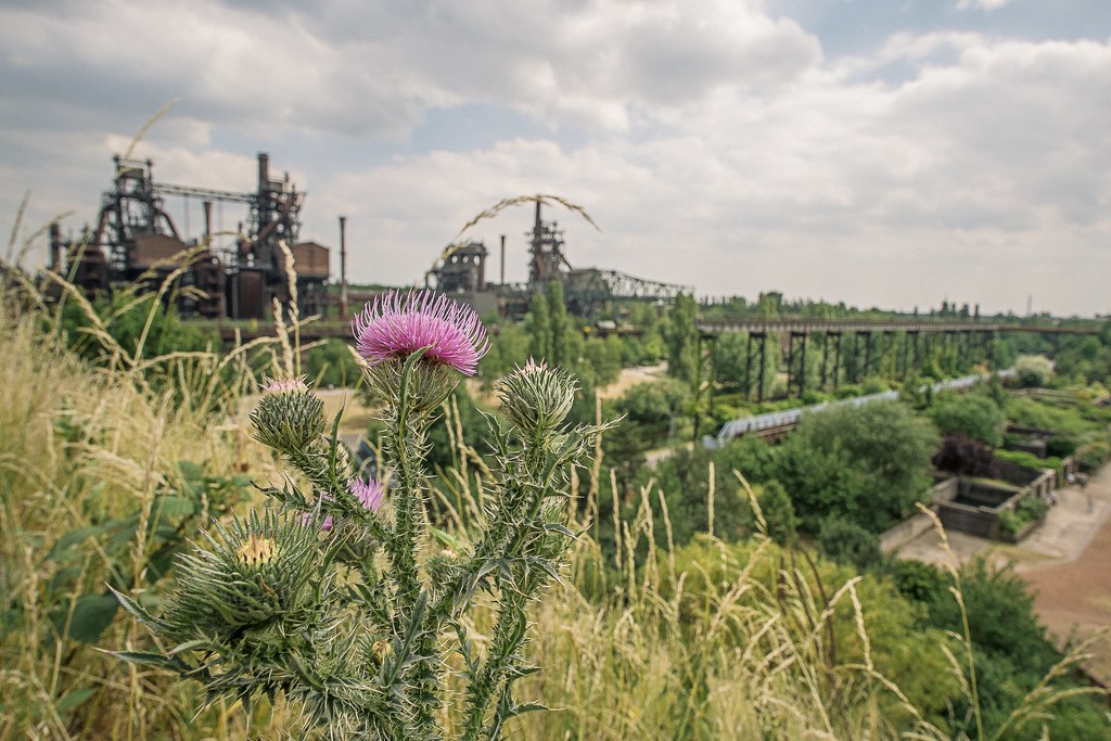 Du Blume im Revier; FlowerPlant LaPaDu PADuisburg. Lensâ€¦ Flickr