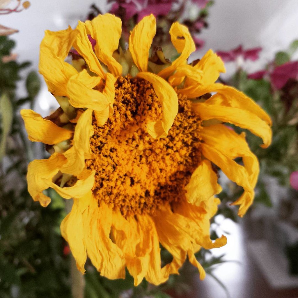 Dying sunflower. flowers sunflower one woman's hands Flickr
