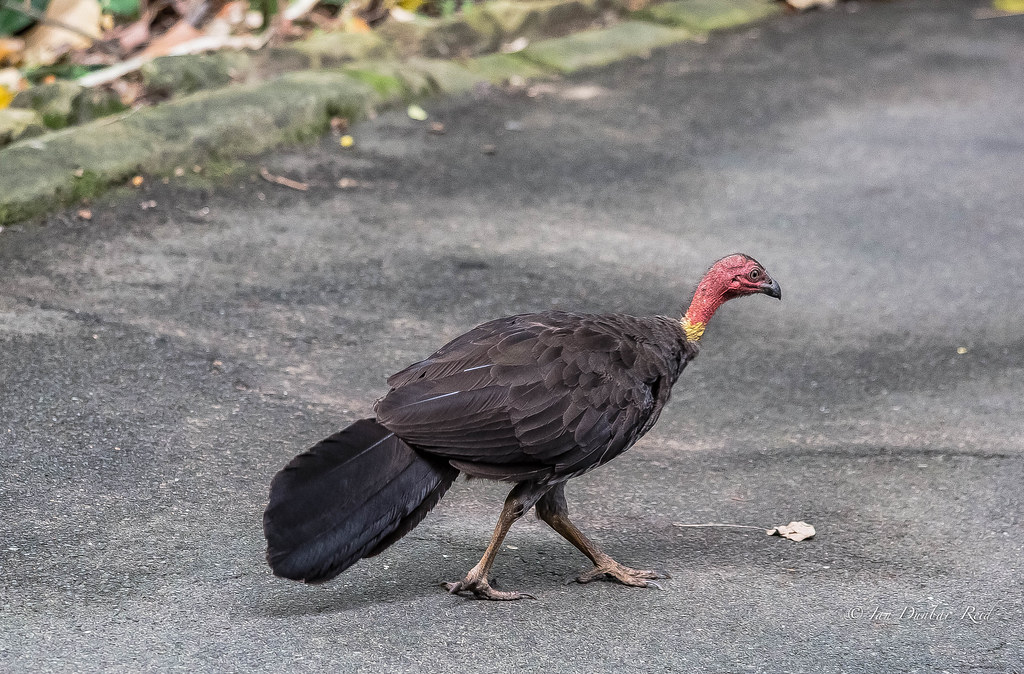 Brush Turkey The Australian brush turkey or Australian bru… Flickr