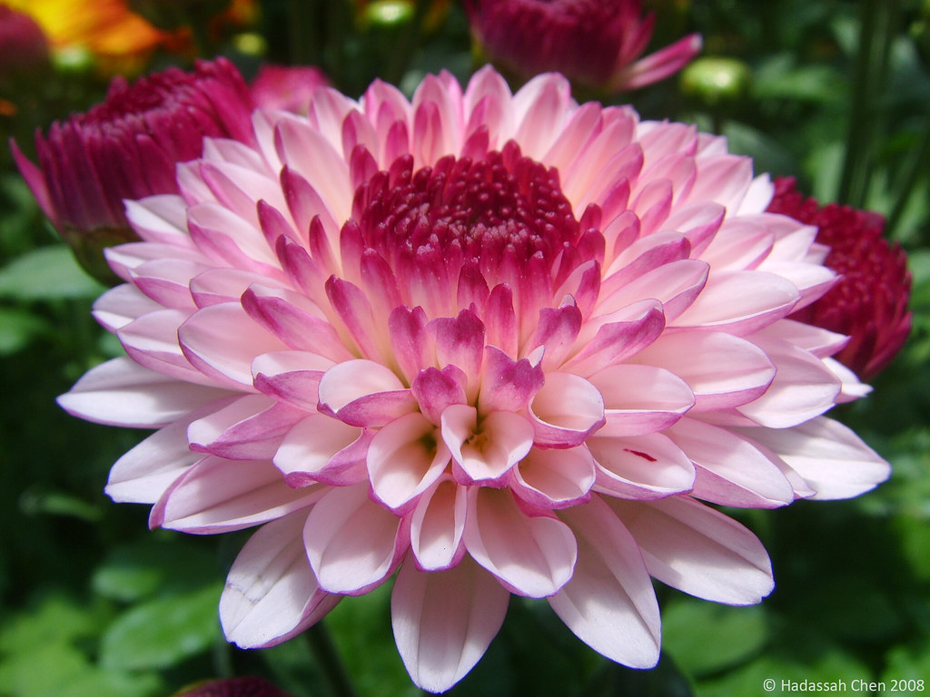 Chrysanthemum cultivar [Flickr Explore 17 Feb 2018] Flickr