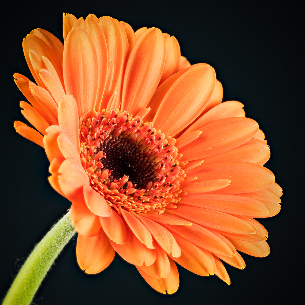 Orange Gerbera A close up of a single, orange gerbera flow… Paul