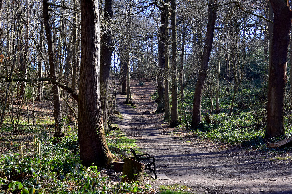 Abbey Woods A view of Lesnes Abbey Woods in February. John King