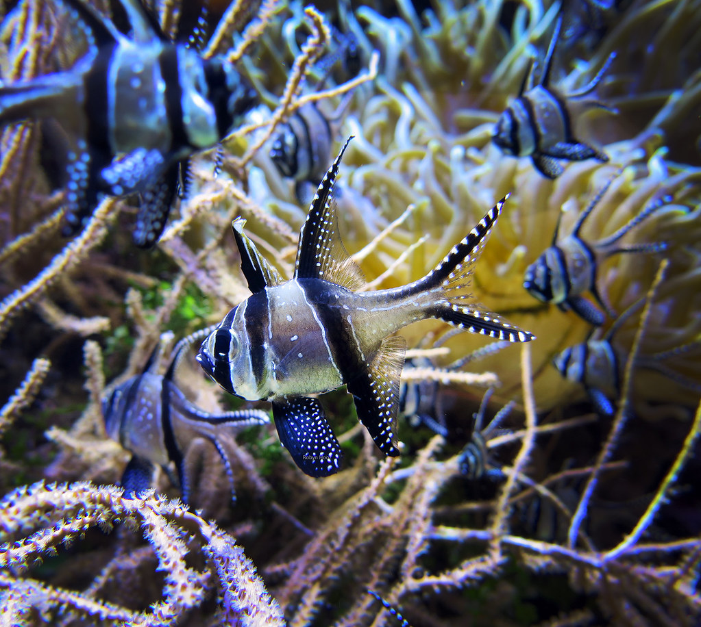 A delicate ecosystem Ogni volta che leggo di qualche disas… Flickr