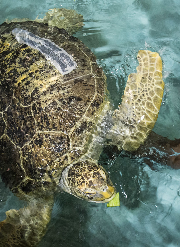 OD the Green Sea Turtle Eating a Green Pepper Seen