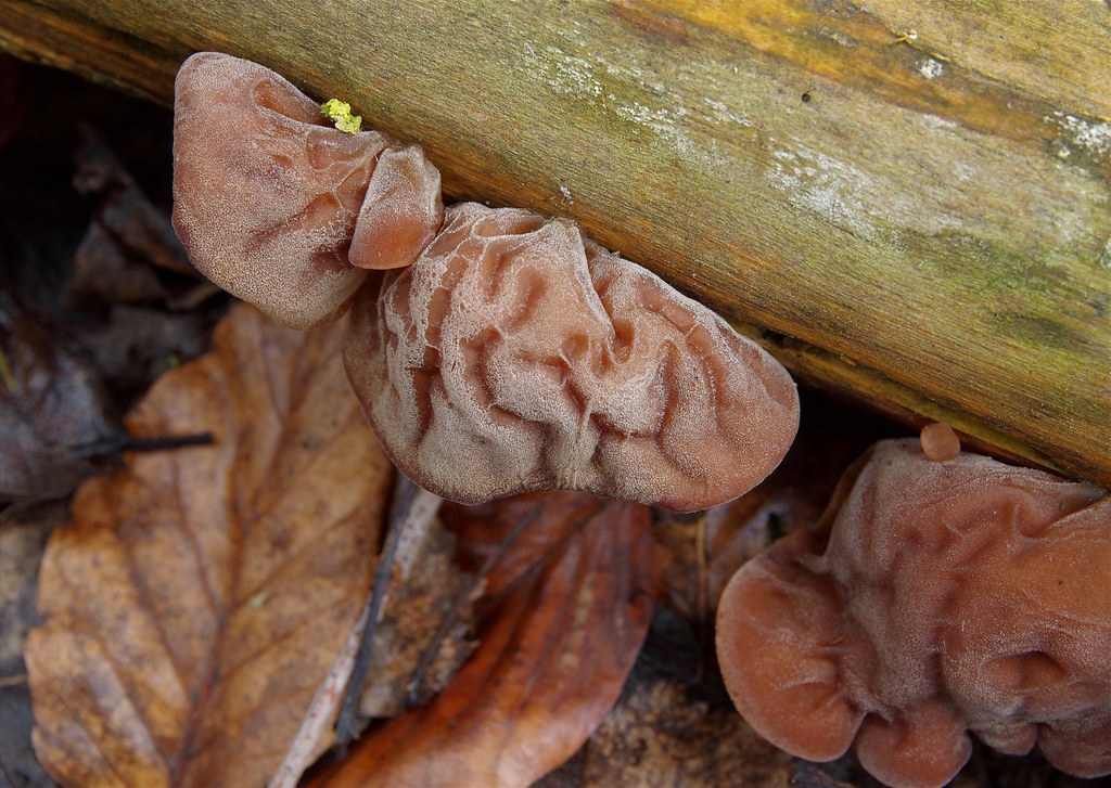 Wood Ears Auricularia auriculajudae Mark Sewell Flickr