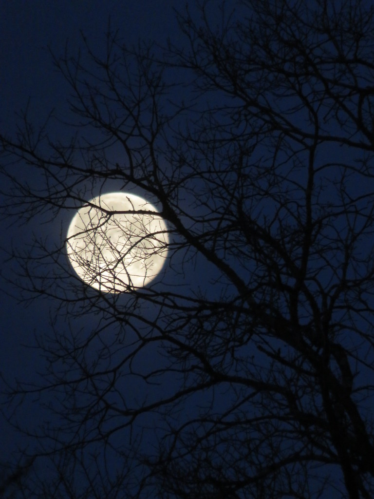 Moonset this morning. Coucher de super Lune ce matin. Flickr