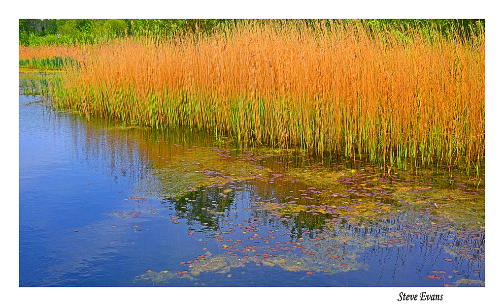 Reed Beds Brockholes april 2017 coulportste Flickr