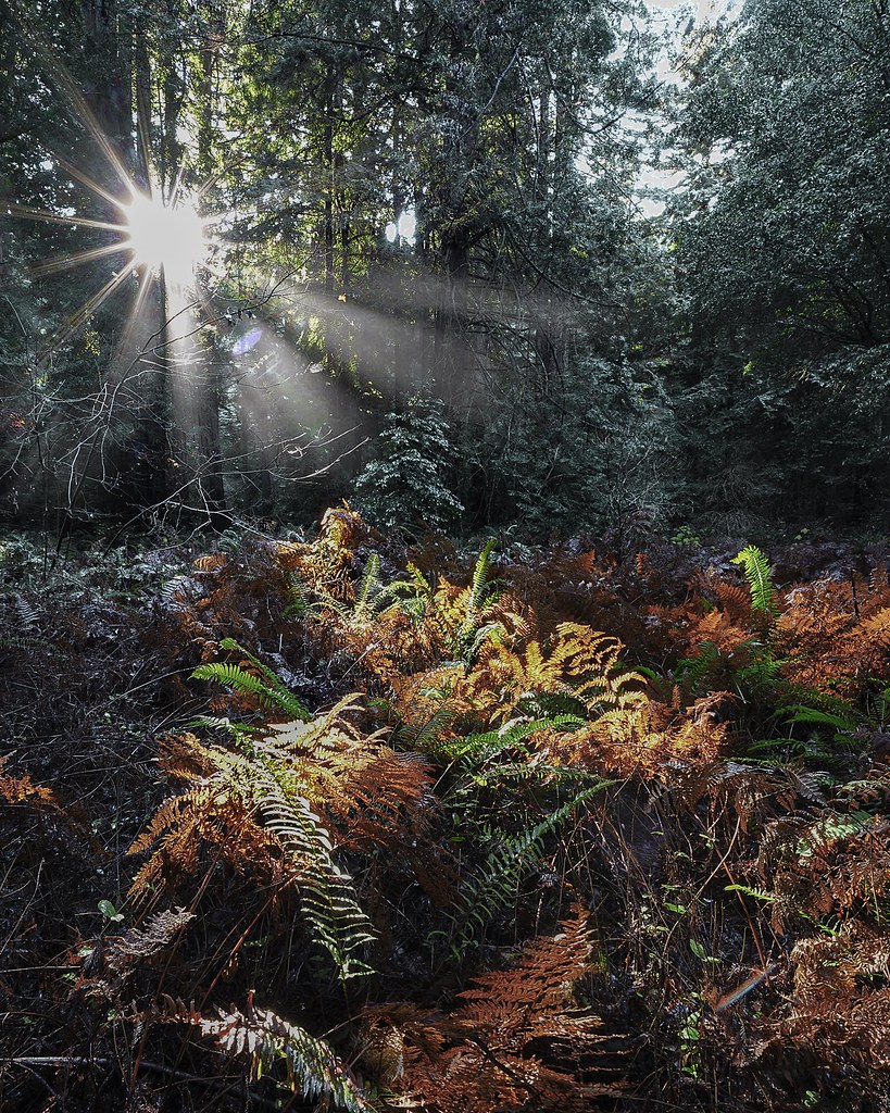 Mendocino Redwoods Karl Dyer Flickr