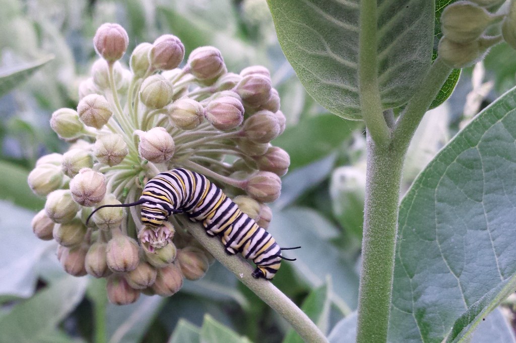 monarch caterpillar eating common milkweed buds C Flickr