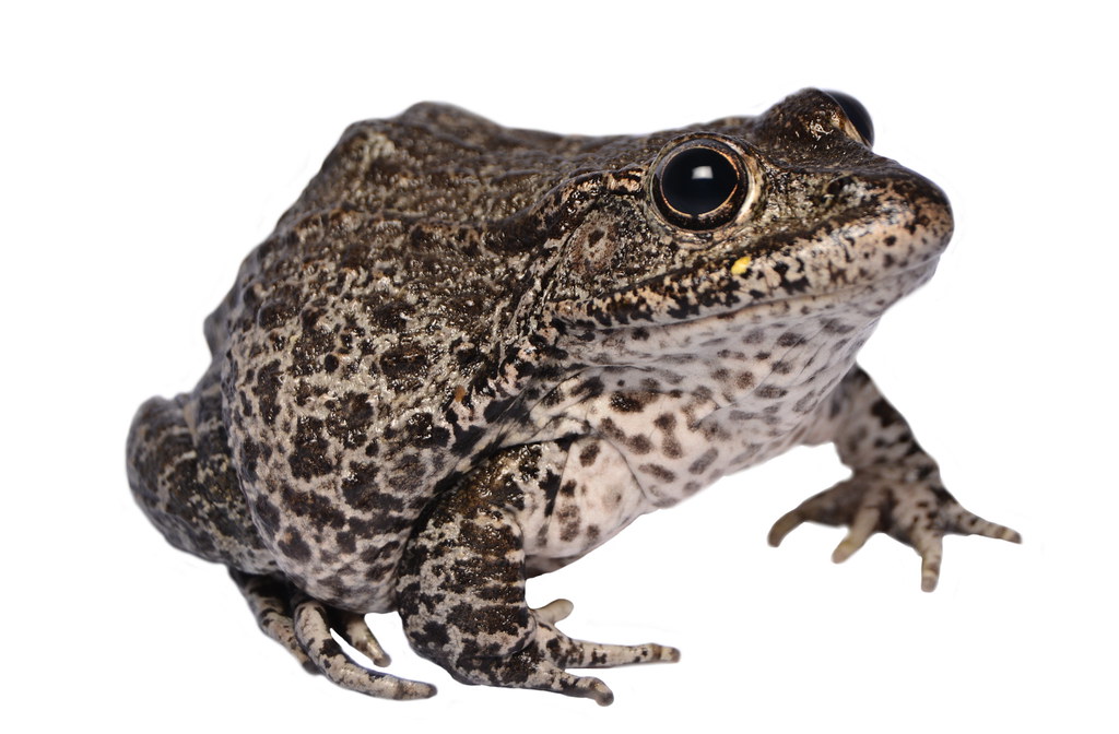 Lithobates sevosus (Dusky Gopher Frog) Memphis Zoo Joseph Baecher