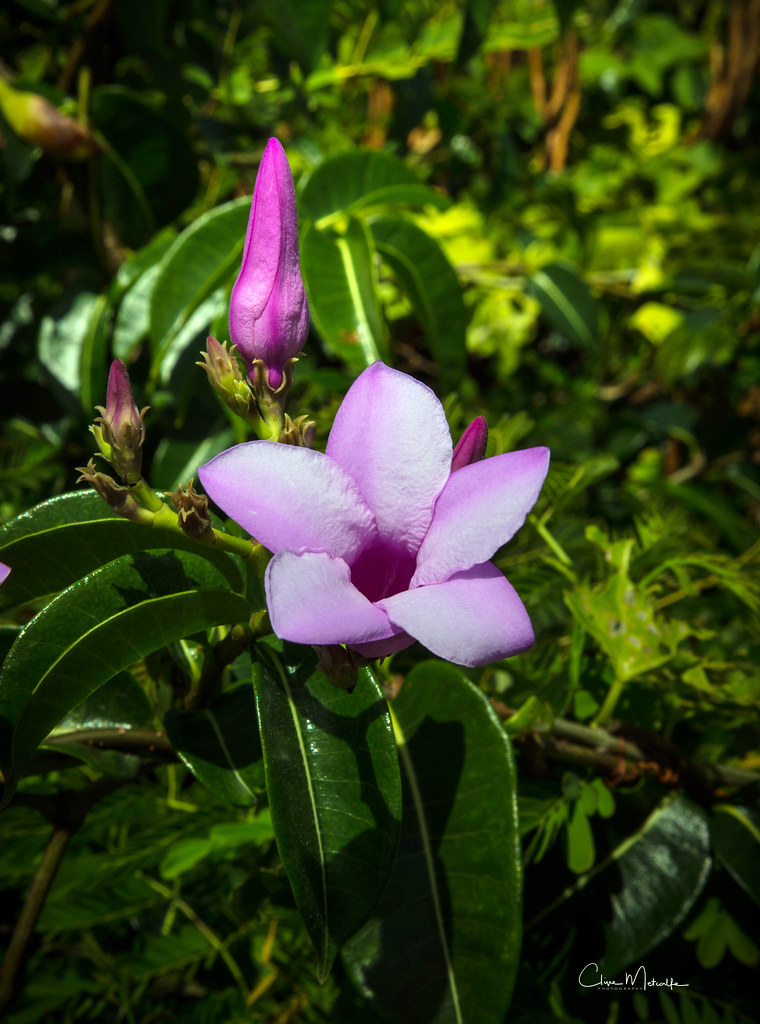 Island Blooms On the beautiful Island of Bequia Clive Metcalfe Flickr