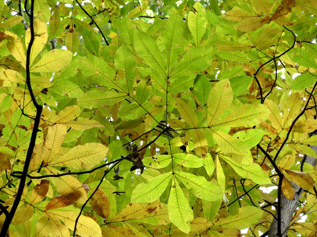 Hickory Tree Carya sp. Rock Creek Park, Washington, DC, US… Katja Schulz Flickr