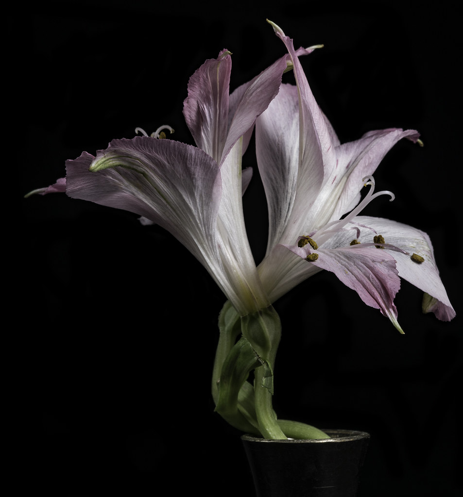 Twisted Lily In The Light I'm continuing to exploit these … Flickr