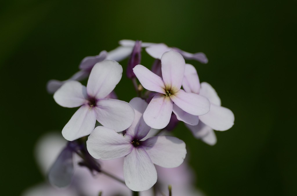 Lakes 17th June 2013 (4) Richard Farrow Flickr