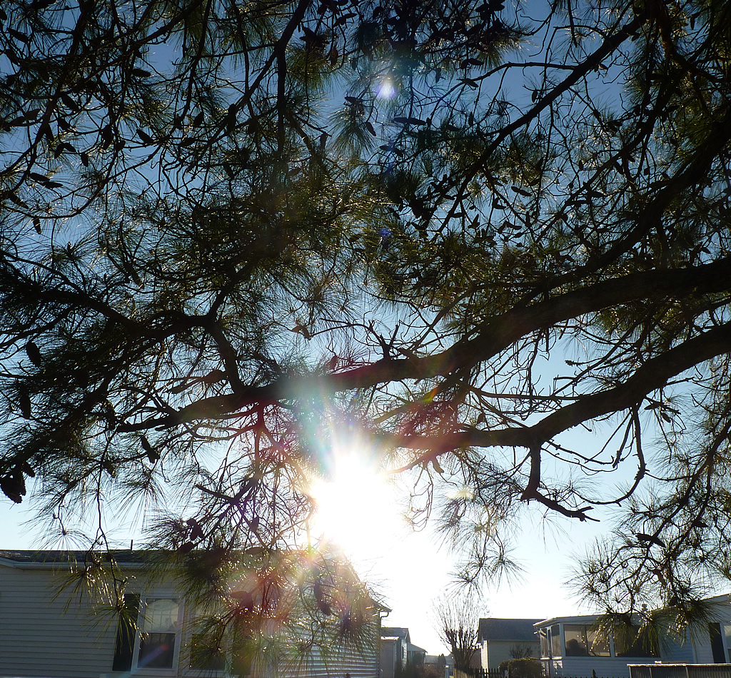 Clyde 1b Clyde the Tree Christmas morning energies. Linda Rain