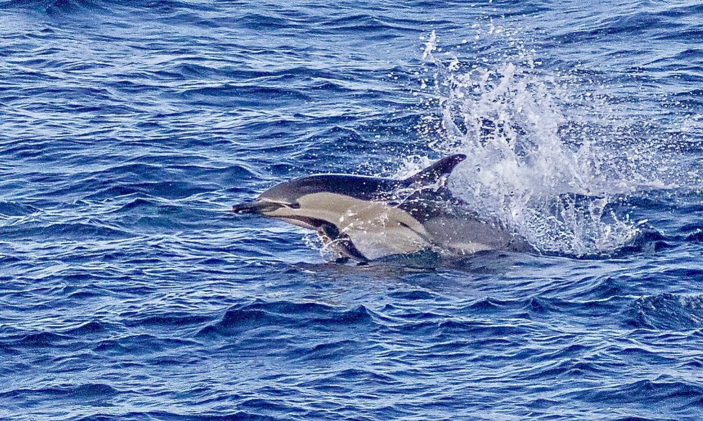 Dolphin in the Bay of Biscay Harold Moses Flickr