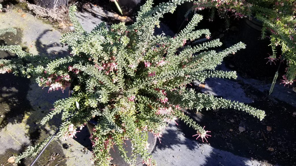 Grevillea lanigera 'Jade Mound' 5g mb SKU 1001275383 Flickr