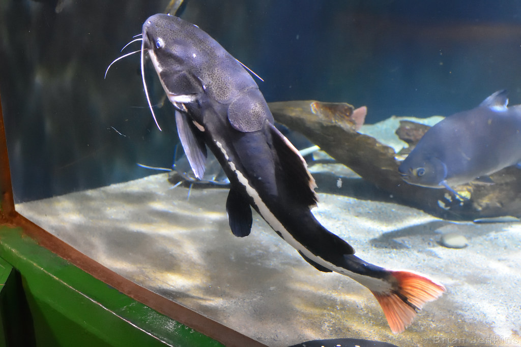 Amazonian Catfish Blue (Aquarium). Ellesmere Port, … Flickr