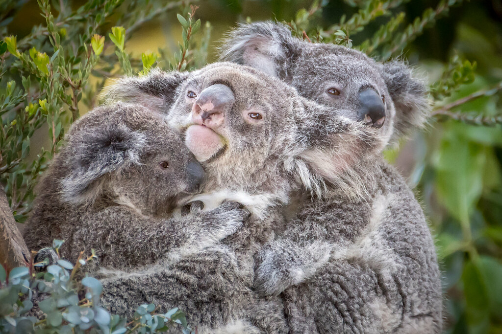 Koala Daycare Female koala (Phascolarctos cinereus) named … Flickr