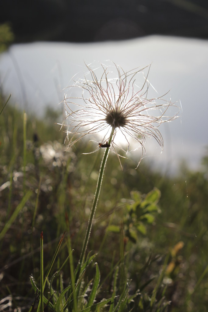 Pasque Backlit by Sun's Reflection off KulmEdgeley Dam Flickr