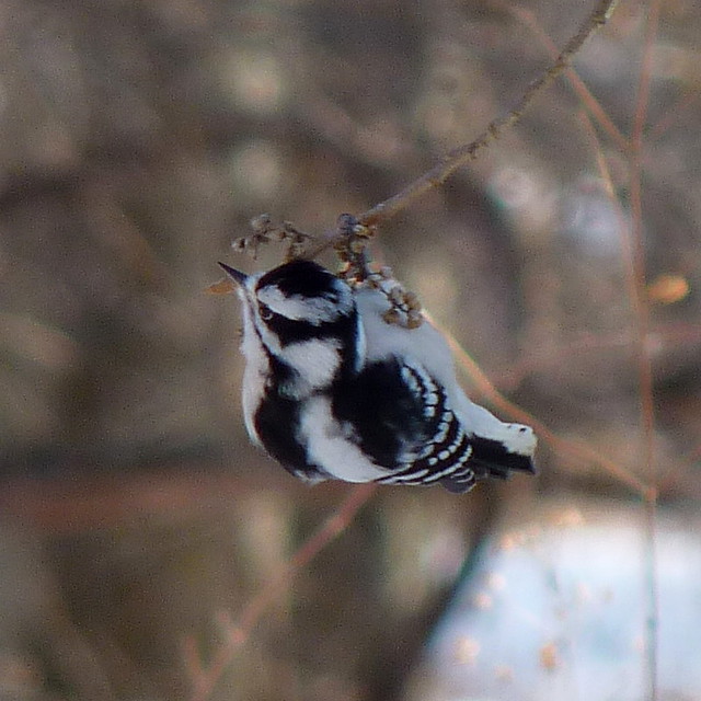 Downy Woodpecker Eating poison ivy berries Dendroica cerulea Flickr