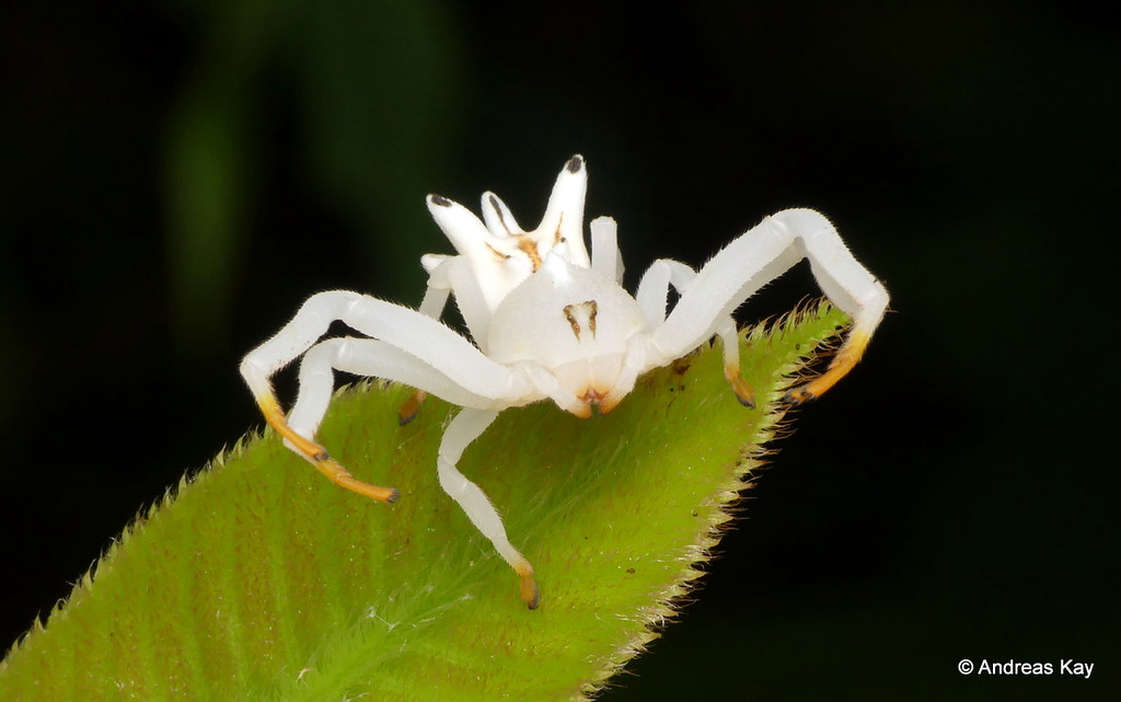 Flower Crab Spider mimics flower to attract preys watch th… Flickr