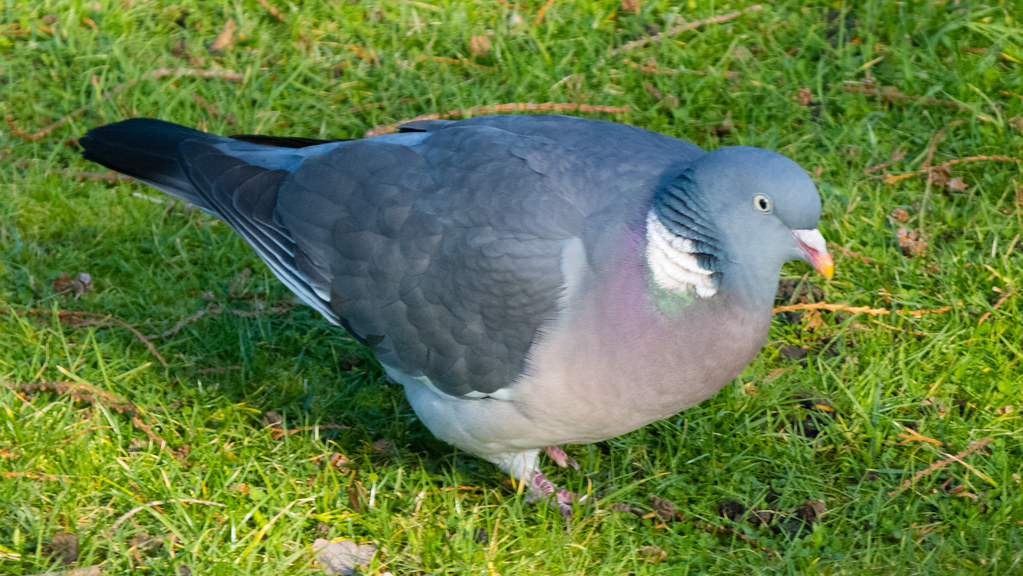 Wood pigeon pecking at a lawn David Flickr
