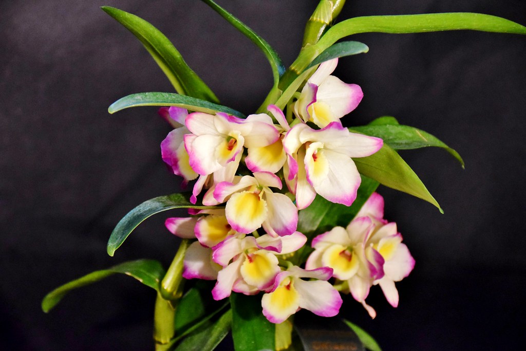 Orchid Show, Southern Ontario Orchid Society, Toronto Bota… Flickr