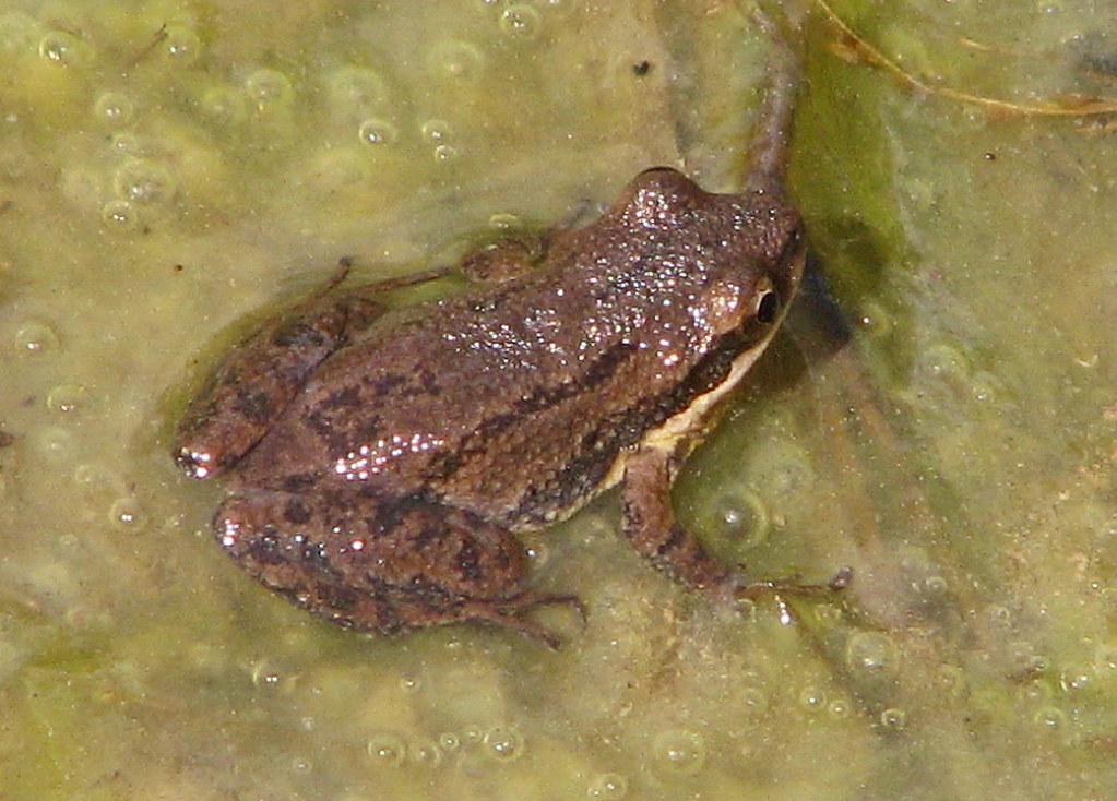Upland chorus frog (Pseudacris feriarum) this week Flickr