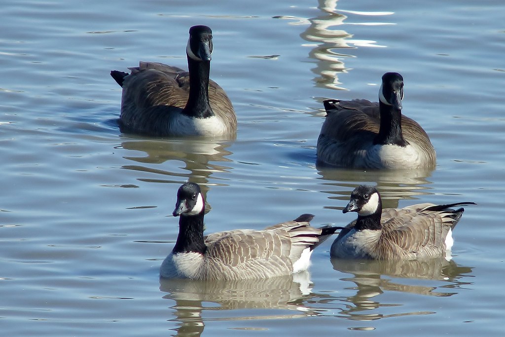 Cackling geese vs Canada geese 2 Cackling geese up front 2… Flickr