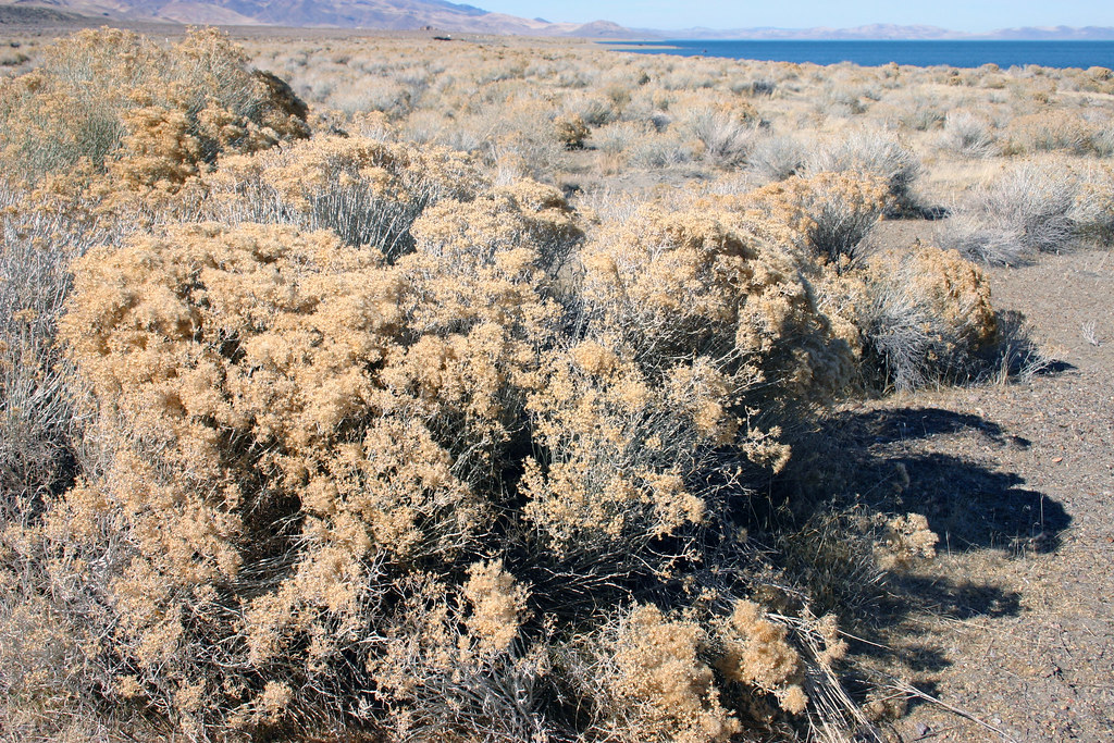 High Desert Sagebrush The sagebrush at Pyramid Lake is qui… Flickr