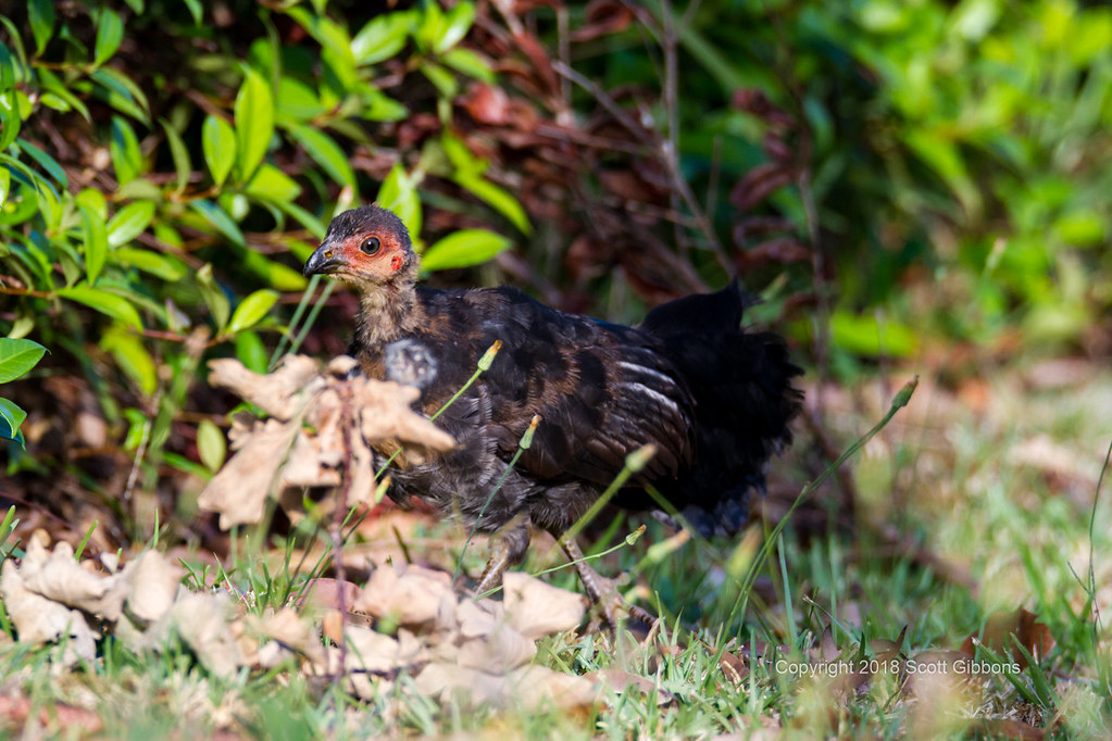 Australian Brush Turkey Juvenile Scott Gibbons Flickr