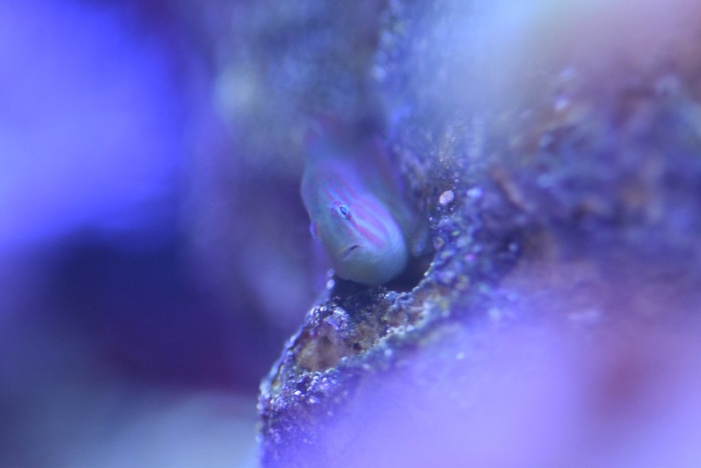 War paint clown goby Jay Moodley Flickr