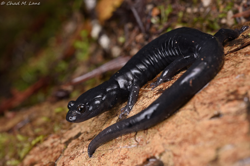 Santa Cruz Black Salamander (Aneides flavipunctatus niger) a photo on