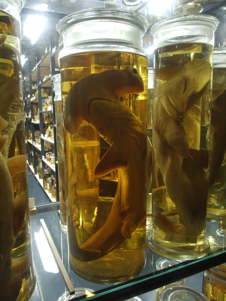 Hammerhead Shark / Hammerhai A hammerhead shark in the Nat… Flickr